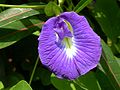 O formato das flores de Clitoria inspirou o nome do gênero