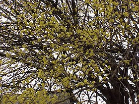 Cornus mas