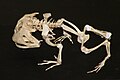 Squelette de Ceratophrys cornuta, vue latérale.