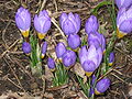 Crocus sieberi subsp. sublimis 'Tricolor'