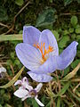 Crocus speciosus 'Artabir' close-up