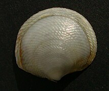 Divaricella huttoniana.