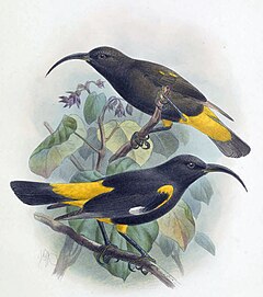 Description de l'image Drepanis pacifica-Keulemans.jpg.