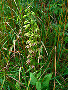 Breitblättrige Stendelwurz (Epipactis helleborine)