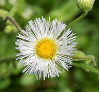Erigeron philadelphicus at the University of Mississippi Field Station