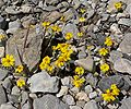 Eriophyllum wallacei