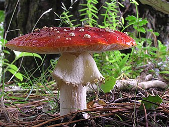 Une amanite tue-mouches (Amanita muscaria), amanite très commune, toxique, pouvant provoquer de graves troubles gastro-intestinaux et neurologiques. (définition réelle 2 096 × 1 572)