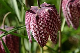 Tilings: tessellated flower of snake's head fritillary, Fritillaria meleagris