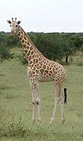 Giraffe standing in Kouré reserve