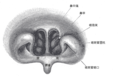 Front of nasal part of pharynx, as seen with the laryngoscope.