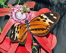 Some Passiflora flower species use Gilbertian mimicry, defending against being eaten by larvae of Heliconius butterflies with leaf stipules (not shown) that resemble the butterfly's eggs.[3][28]