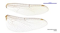 Female wings