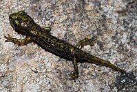 Hydromantes-imperialis-hoehlensalamander