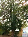 A yew tree in the cemetery