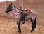 Photo d'un Kentucky Mountain Saddle Horse, immobile et harnaché.