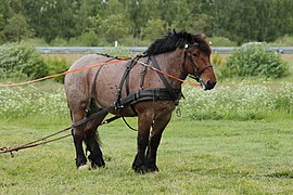 Cheval vu de profil portant du matériel d'attelage.