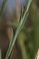 The spirally arranged lanceolate leaves