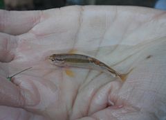 Description de l'image Loach Minnow.jpg.