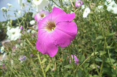 Петуния цельнолистная (Petunia integrifolia)