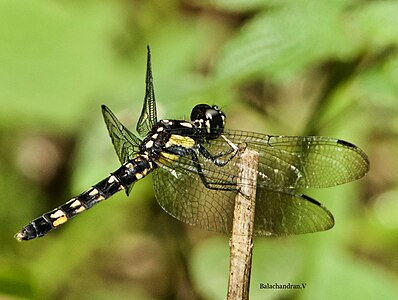 Lyriothemis tricolor female