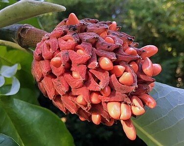 Magnolia macrophylla ssp. macrophylla mature fruit