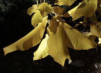 Magnolia macrophylla ssp. macrophylla leaves in fall