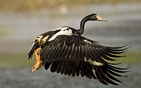 Magpie Goose taking off