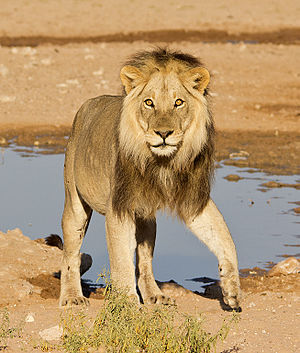 אריה קטאנגה בסמוך לשלולית מים במדבר קלהארי.