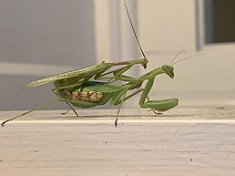 Самиця й самець Miomantis caffra (Нова Зеландія)