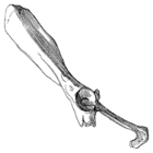 Drawing of a partial pelvic bone