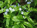 Myosotis scorpioides