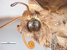 colour image of butterfly head