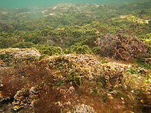 許多不同的藻類，生長環境從淺水到海床