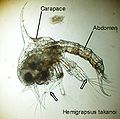 Larve zoé I du crabe Hemigrapsus takanoi. Les flèches indiquent les exopodites natatoires des maxillipèdes 1 et 2.