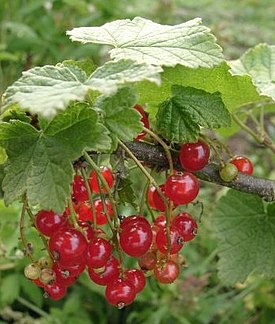 Lännenpunaherukka (Ribes rubrum)