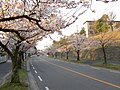 枚方新香里線の桜並木