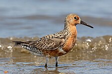 Red knot