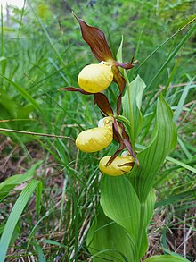 Sabot de Vénus - Parc national de forêts