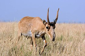 Saiga (Saiga tatarica)