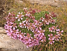 Мыльнянка карликовая (Saponaria pumila)