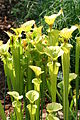 Sarracenia flava