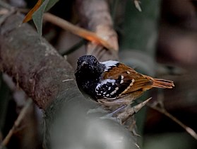 Formigueiro-de-cauda-castanha em Rio Branco, Acre, Brasil