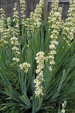 Juovasilmiö (Sisyrinchium striatum)