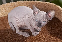 A cute, furless kitten