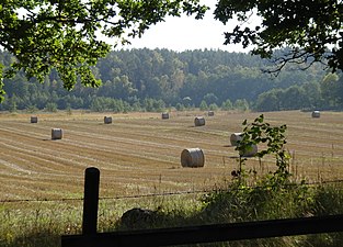 Skördetid vid Stegsholms gård