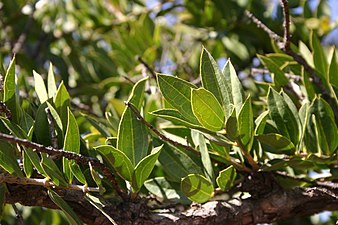 foliage