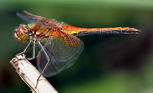 Yellow-winged darter, by André Karwath