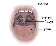 תיאור סכמטי של חלל הפה והשקדים