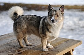 Vallhund sueco