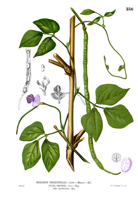 Vigna unguiculata